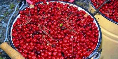 Kako brzo sortirati brusnice od smeća